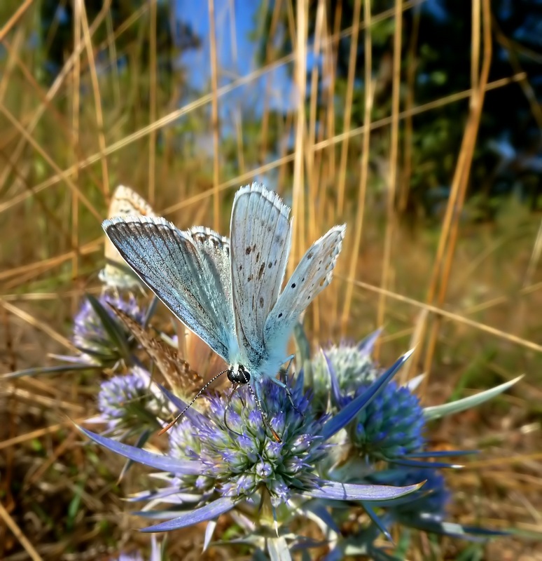 Farfalle di Settembre